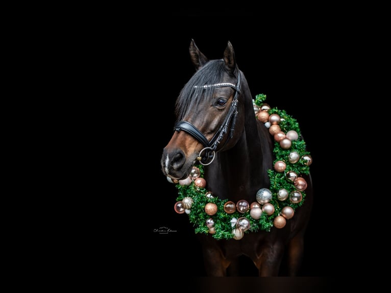 German Riding Pony Mare 16 years 14,3 hh Bay-Dark in Heidesheim am Rhein