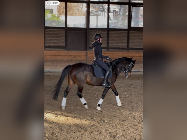 German Riding Pony Mare 16 years 14,3 hh Bay-Dark in Heidesheim am Rhein