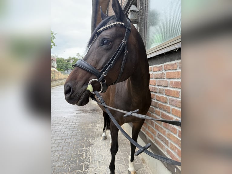 German Riding Pony Mare 16 years 14,3 hh Bay-Dark in Heidesheim am Rhein