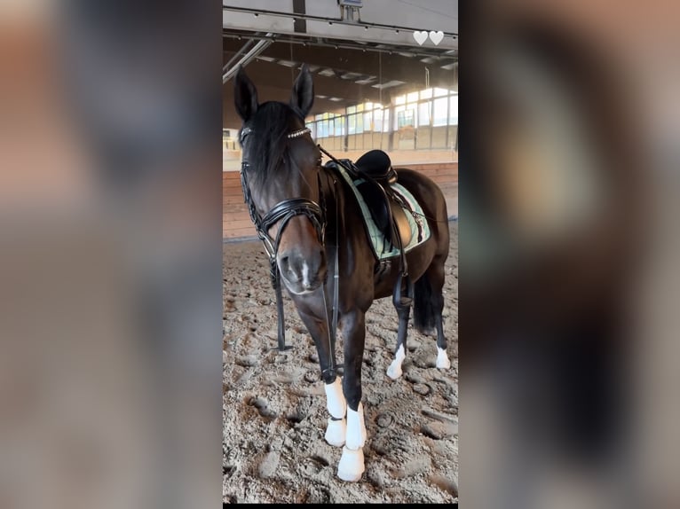 German Riding Pony Mare 16 years 14,3 hh Bay-Dark in Heidesheim am Rhein