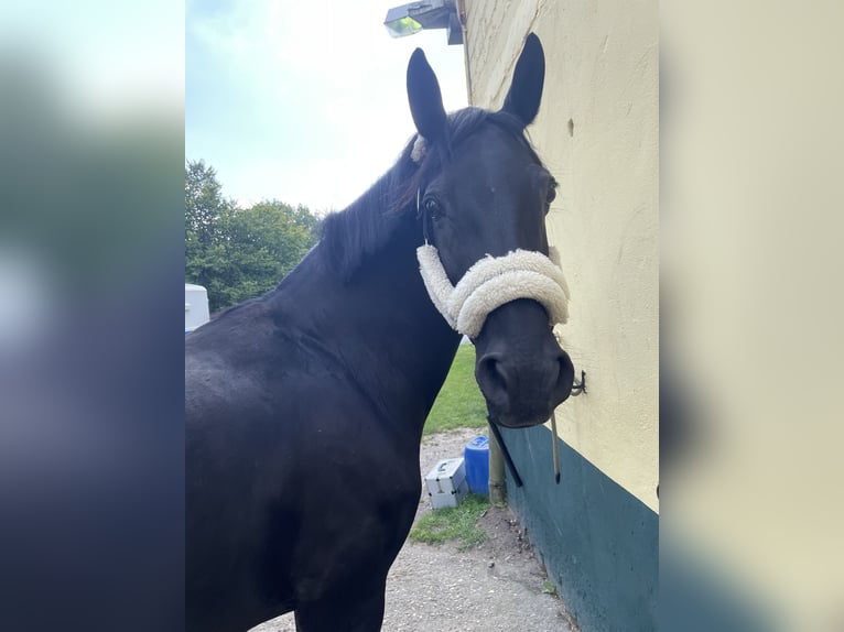 German Riding Pony Mare 16 years 15 hh Black in Datteln