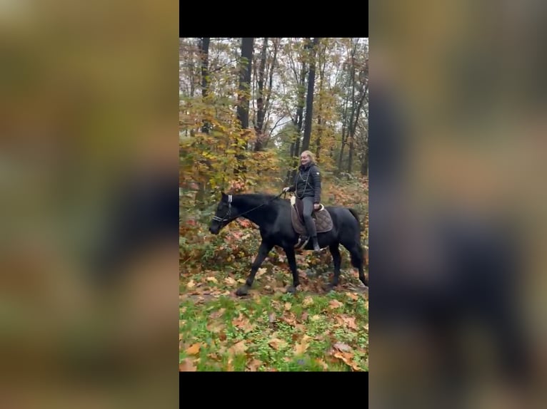 German Riding Pony Mare 16 years 15 hh Black in Datteln