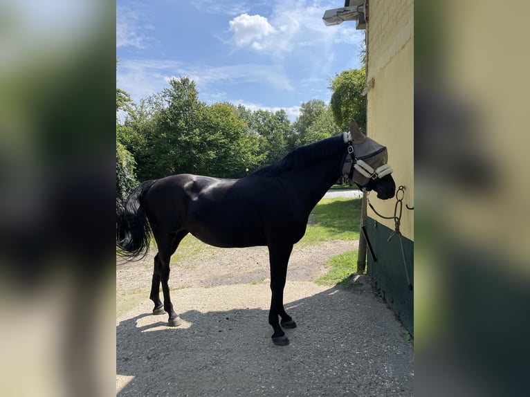 German Riding Pony Mare 16 years 15 hh Black in Datteln