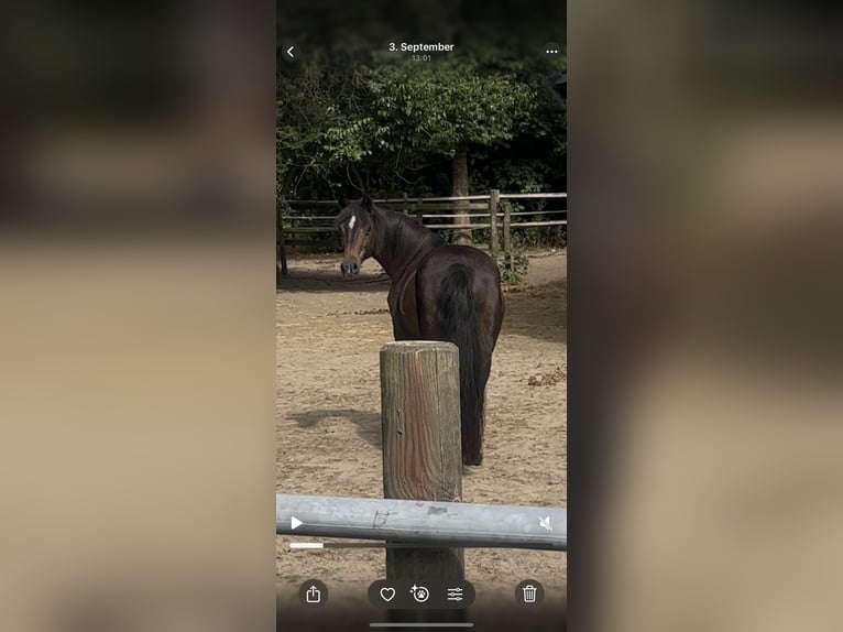 German Riding Pony Mix Mare 17 years 11.2 hh Bay-Dark in Buchholz in der Nordheide