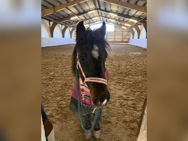 German Riding Pony Mix Mare 17 years 11.2 hh Bay-Dark in Buchholz in der Nordheide