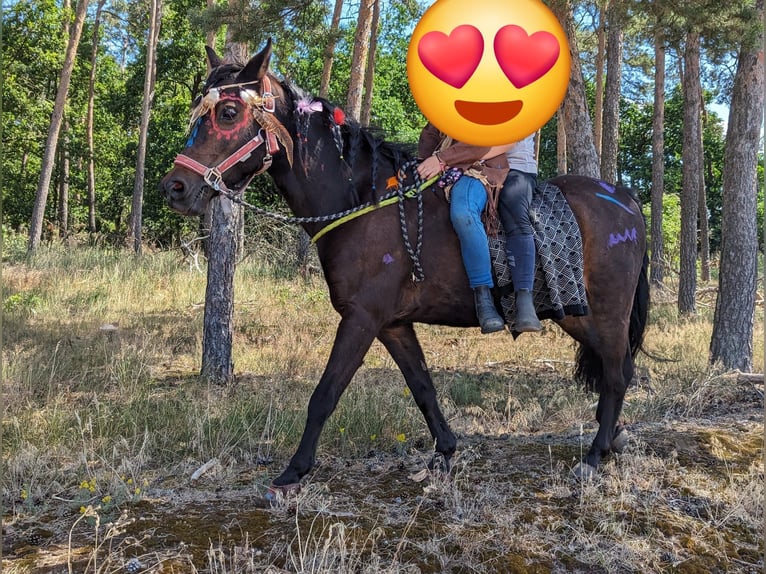 German Riding Pony Mix Mare 17 years 11,2 hh Bay-Dark in Buchholz in der Nordheide