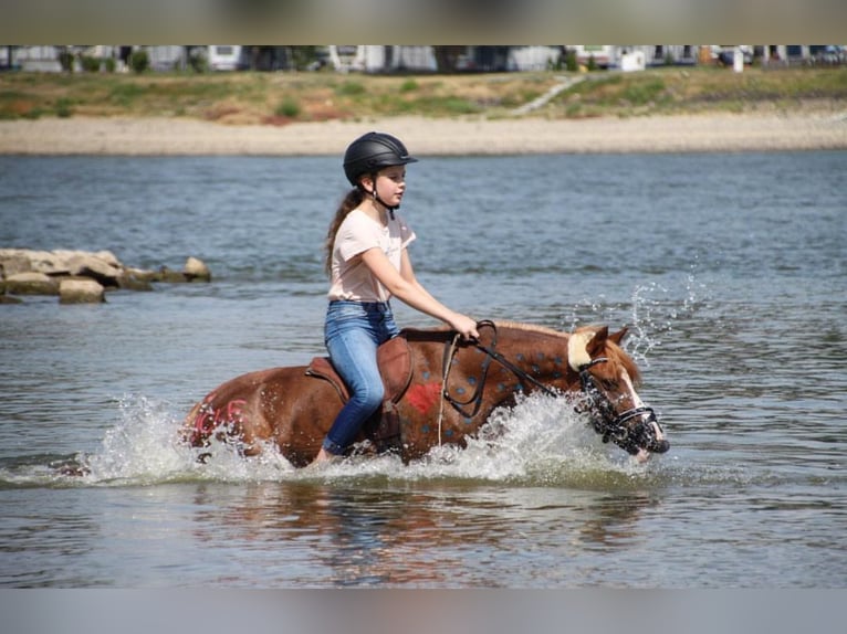 German Riding Pony Mix Mare 17 years 12,1 hh Chestnut-Red in Rommerskirchen