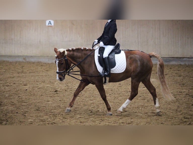 German Riding Pony Mix Mare 17 years 12,1 hh Chestnut-Red in Rommerskirchen