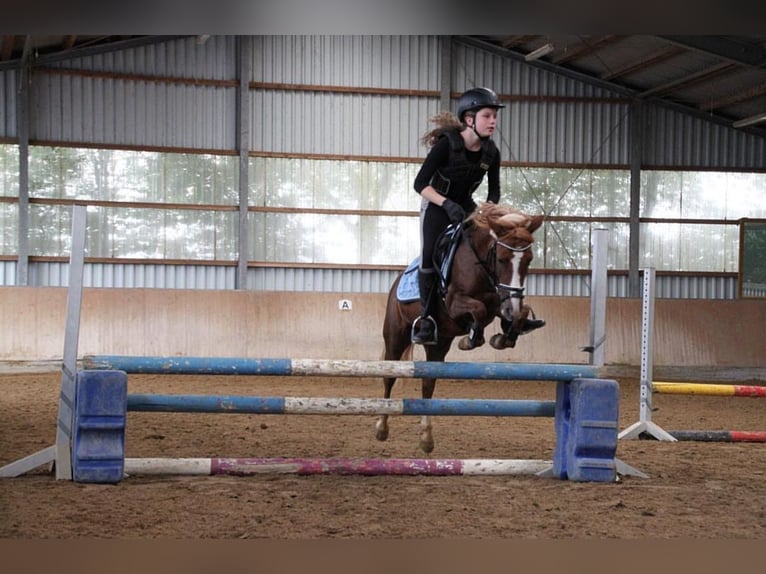 German Riding Pony Mix Mare 17 years 12,1 hh Chestnut-Red in Rommerskirchen