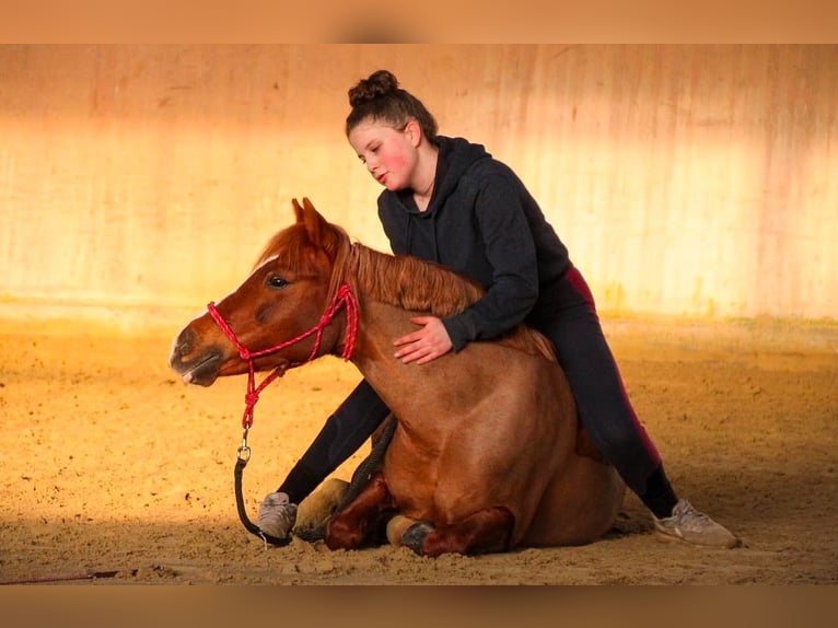 German Riding Pony Mix Mare 17 years 12,1 hh Chestnut-Red in Rommerskirchen