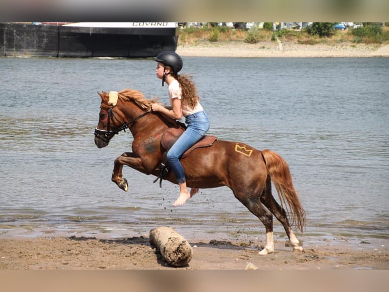 German Riding Pony Mix Mare 17 years 12,1 hh Chestnut-Red in Rommerskirchen