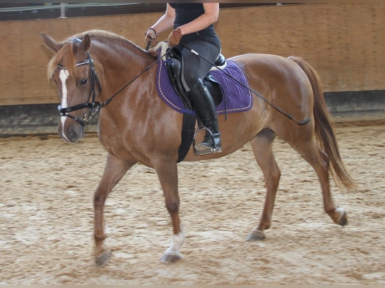 German Riding Pony Mare 17 years 13,2 hh Chestnut in Weßling