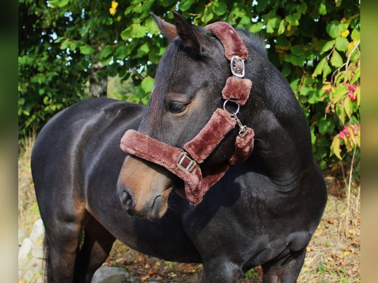 German Riding Pony Mix Mare 17 years 13,3 hh Bay-Dark in Barsbüttel