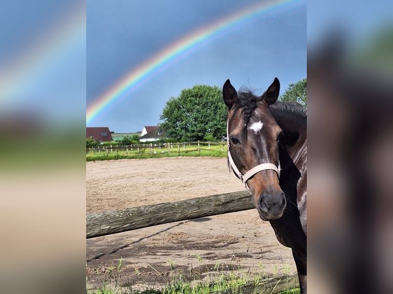 German Riding Pony Mix Mare 17 years 13,3 hh Bay-Dark in Barsb&#xFC;ttel