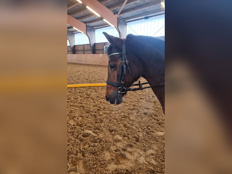 German Riding Pony Mare 17 years 13 hh Bay-Dark in Detmold