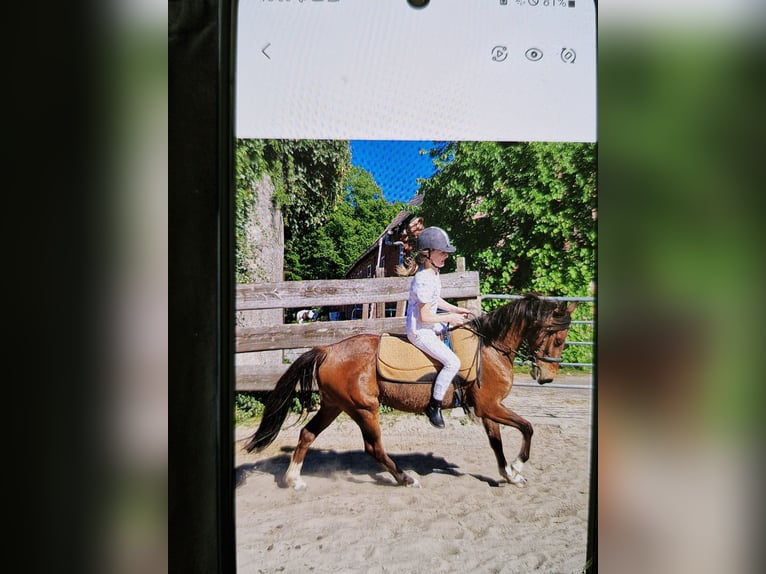 German Riding Pony Mare 17 years 13,2 hh Brown in Ritterhude