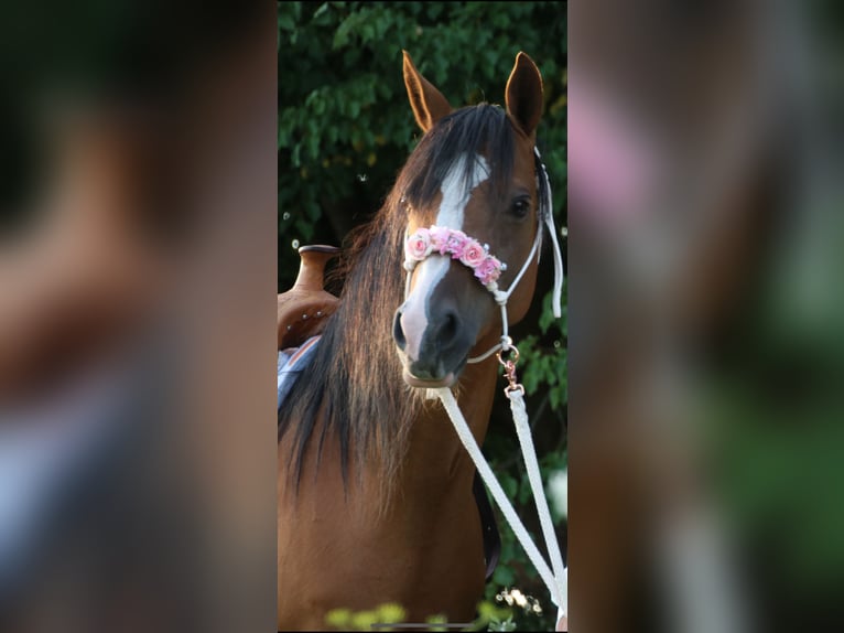 German Riding Pony Mare 17 years 13,2 hh Brown in Haigerloch
