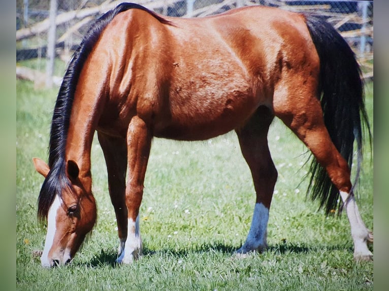 German Riding Pony Mare 17 years 13,2 hh Brown in Haigerloch