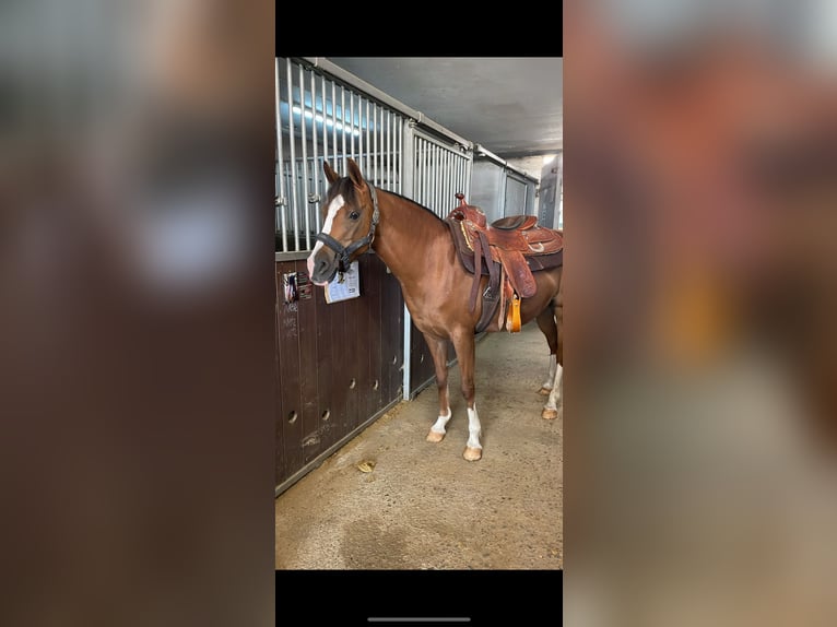 German Riding Pony Mare 17 years 13,2 hh Brown in Haigerloch