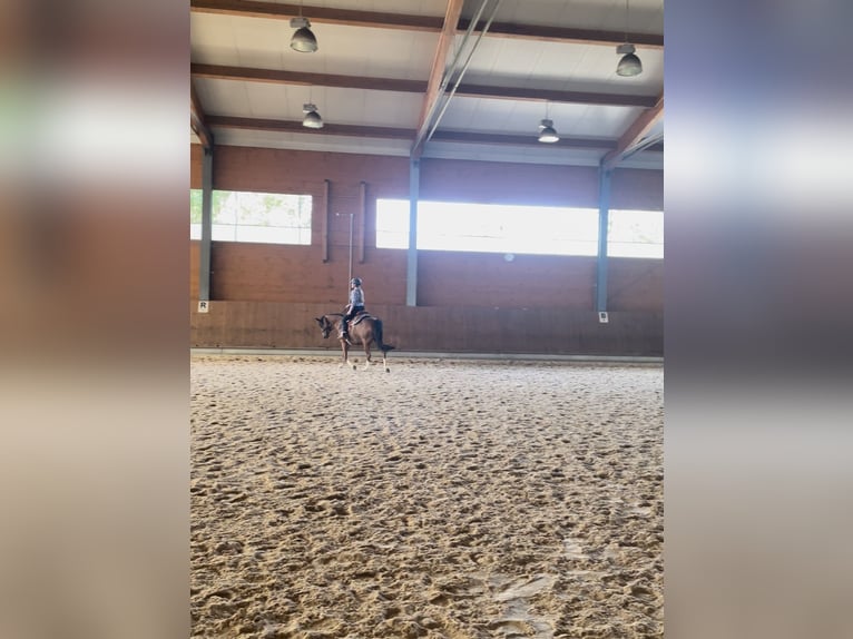 German Riding Pony Mare 17 years 13,2 hh Brown in Haigerloch