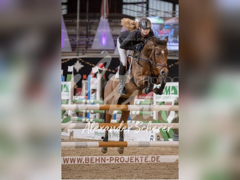 German Riding Pony Mare 17 years 14,1 hh Brown in Fuldabrück