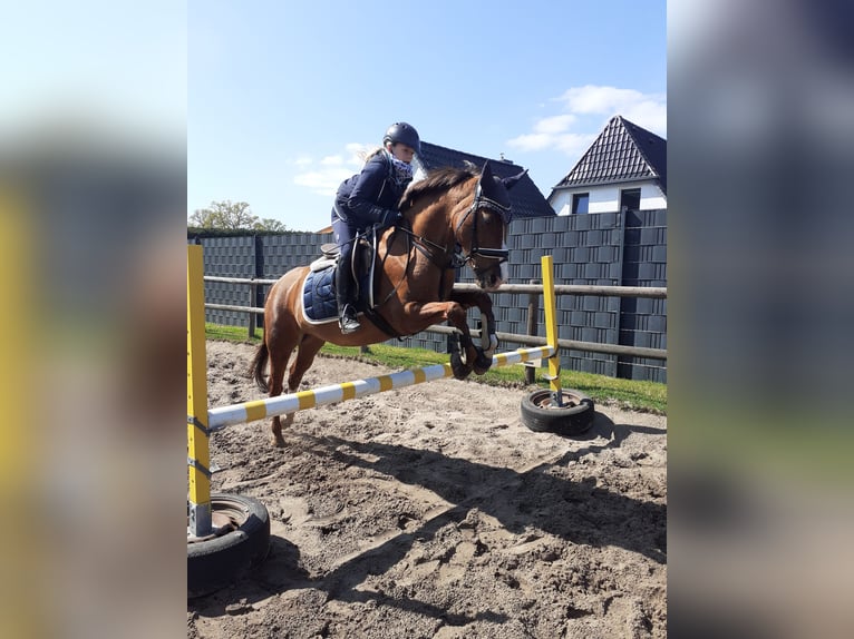 German Riding Pony Mare 17 years 14,1 hh Chestnut in Lilienthal