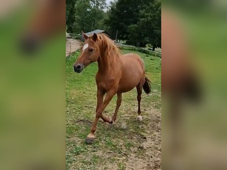 German Riding Pony Mare 17 years 14.1 hh Chestnut-Red in Ritterhude