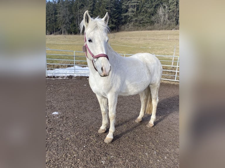 German Riding Pony Mix Mare 17 years 14.1 hh Grey in Loßburg