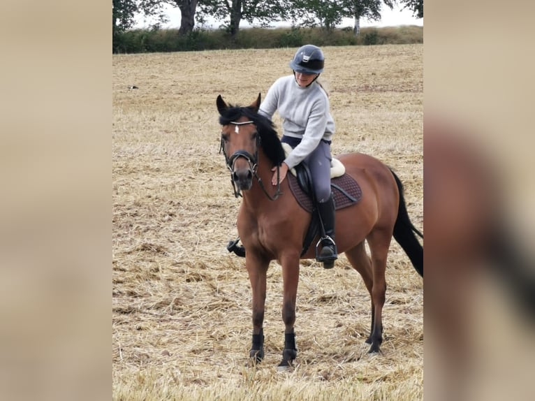 German Riding Pony Mare 17 years 14,2 hh Brown in Göttingen