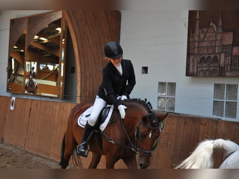 German Riding Pony Mare 17 years 14,2 hh Brown in Göttingen