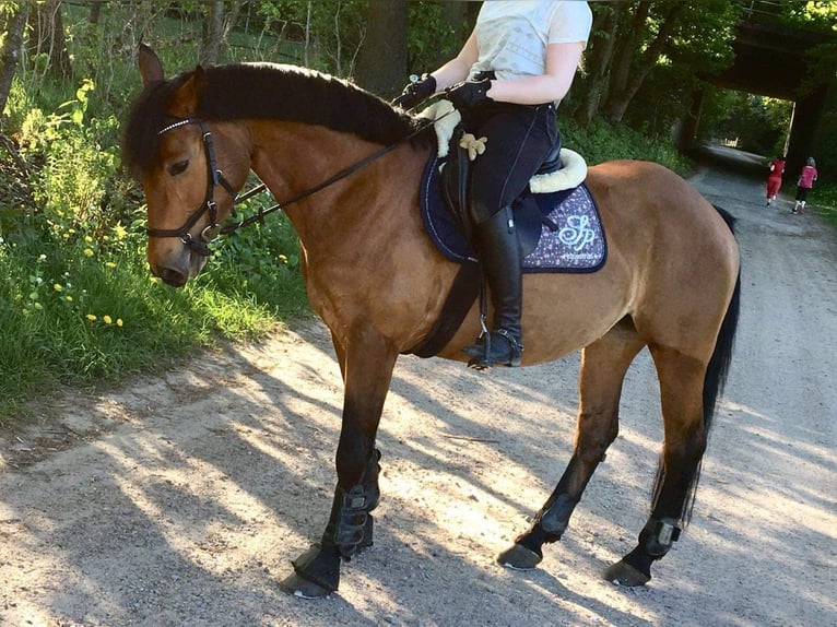 German Riding Pony Mix Mare 17 years 14,2 hh Brown in Rosengarten