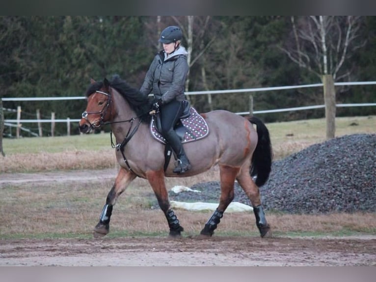 German Riding Pony Mix Mare 17 years 14,2 hh Brown in Rosengarten