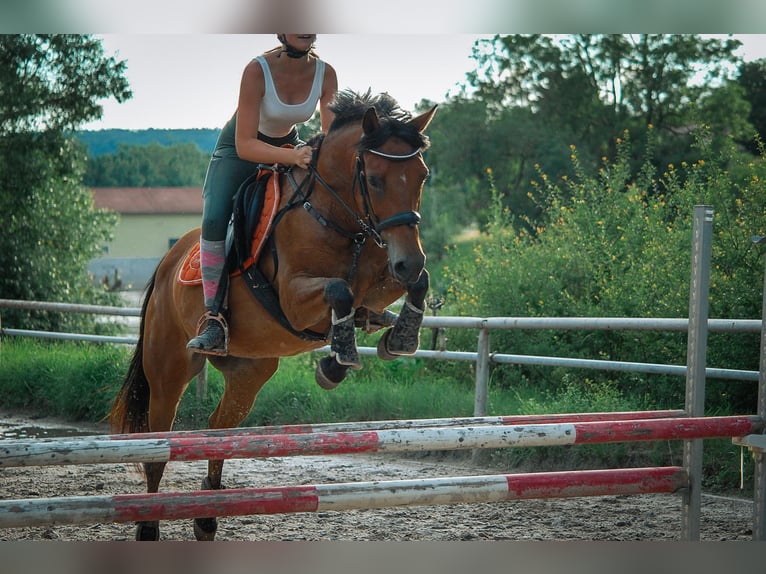 German Riding Pony Mare 17 years 14,2 hh Brown in Mihla