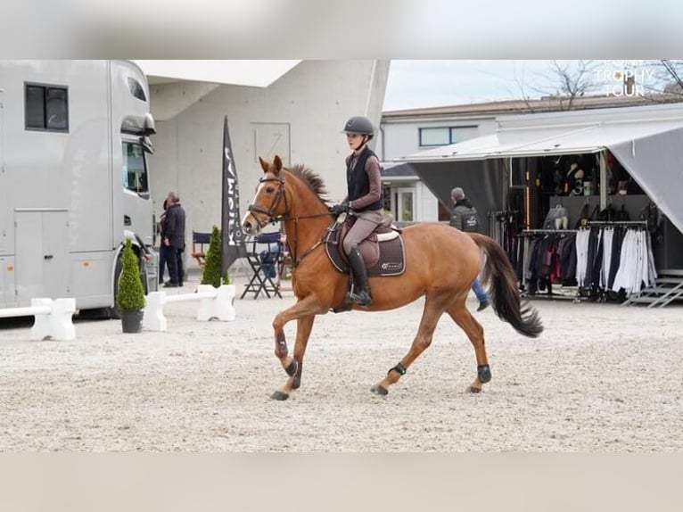 German Riding Pony Mare 17 years 14,2 hh Chestnut-Red in Dortmund