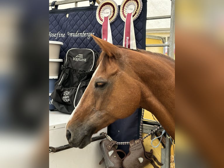 German Riding Pony Mare 17 years 14,2 hh Chestnut-Red in Dortmund