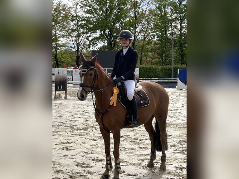 German Riding Pony Mare 17 years 14,2 hh Chestnut-Red in Dortmund