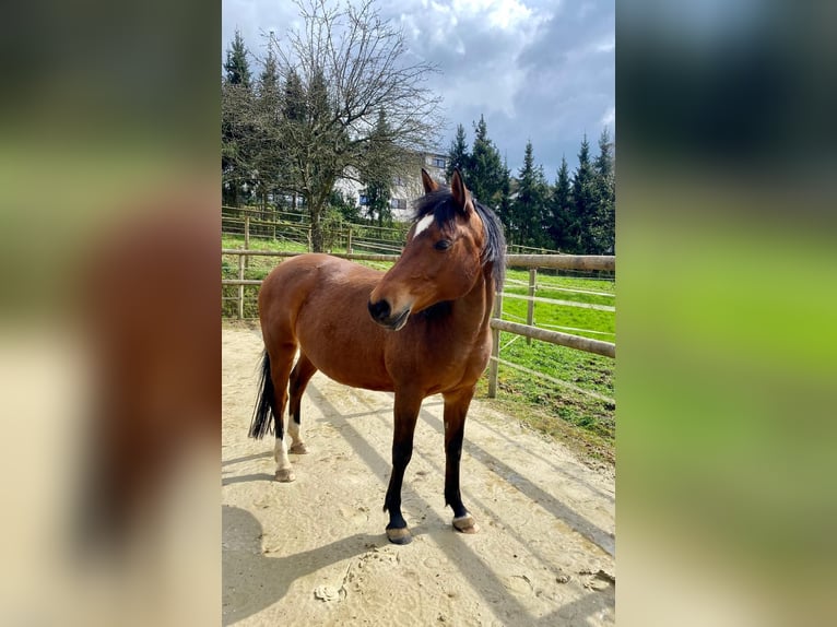 German Riding Pony Mare 17 years 14.3 hh Brown in Eitorf