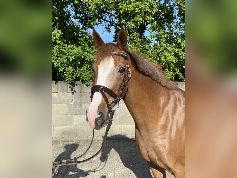 German Riding Pony Mare 17 years 14 hh Chestnut-Red in Peheim