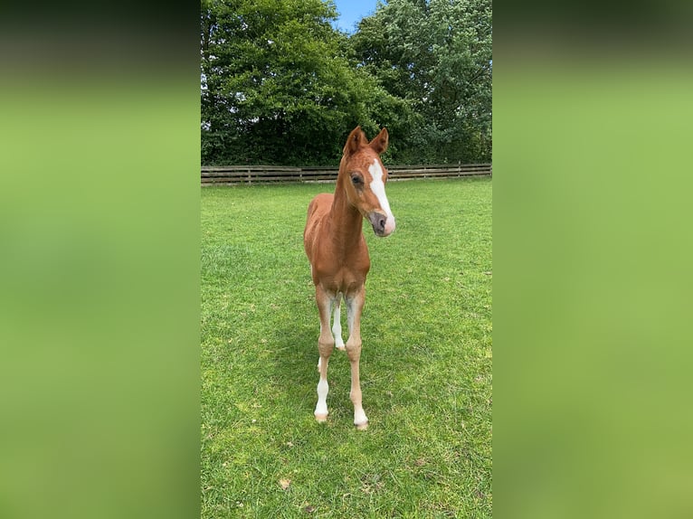 German Riding Pony Mare 17 years 14 hh Chestnut-Red in Peheim