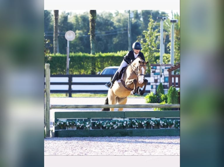 German Riding Pony Mare 17 years 14 hh Chestnut-Red in Peheim