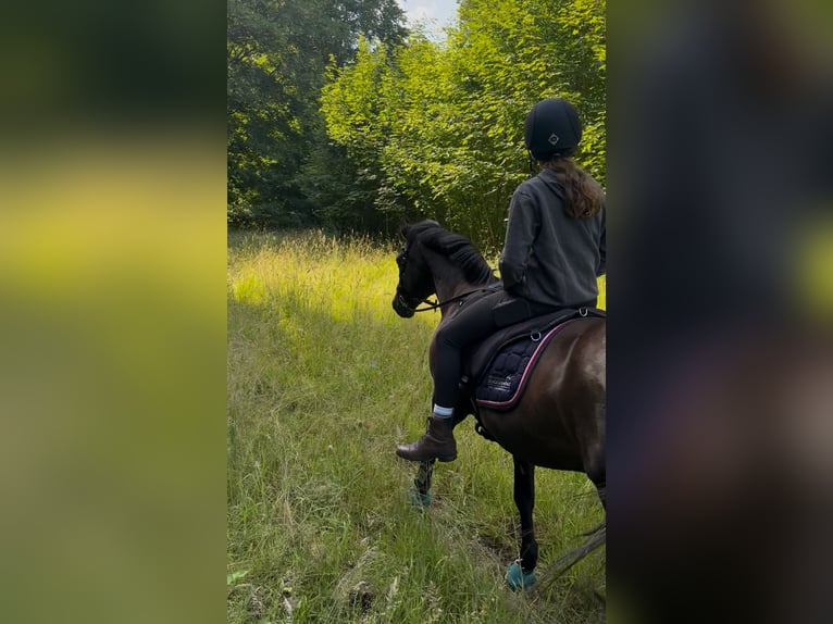 German Riding Pony Mare 17 years 14,1 hh Black in Sch&#xF6;nkirchen