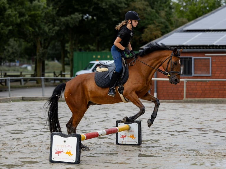 German Riding Pony Mare 17 years 14,1 hh Brown in Ascheberg