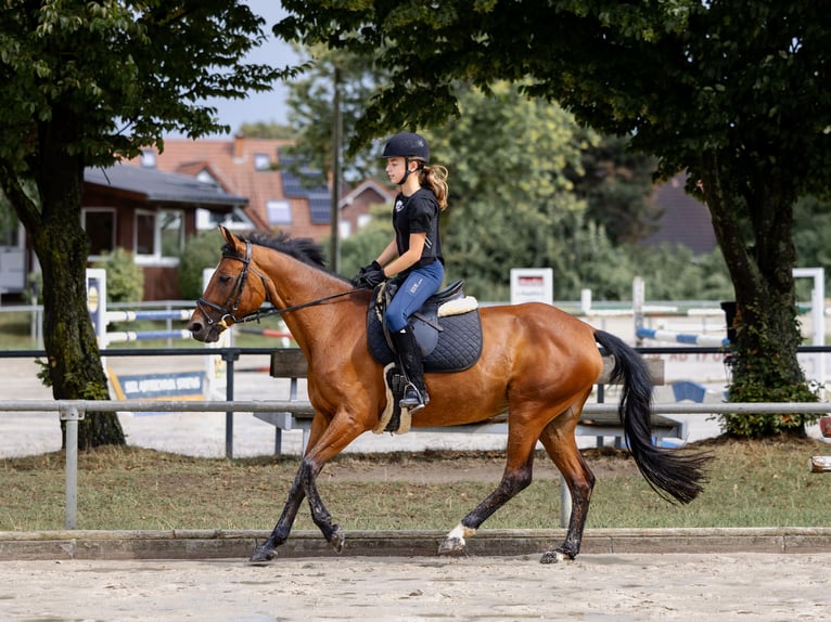 German Riding Pony Mare 17 years 14,1 hh Brown in Ascheberg