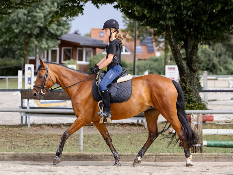 German Riding Pony Mare 17 years 14,1 hh Brown in Ascheberg