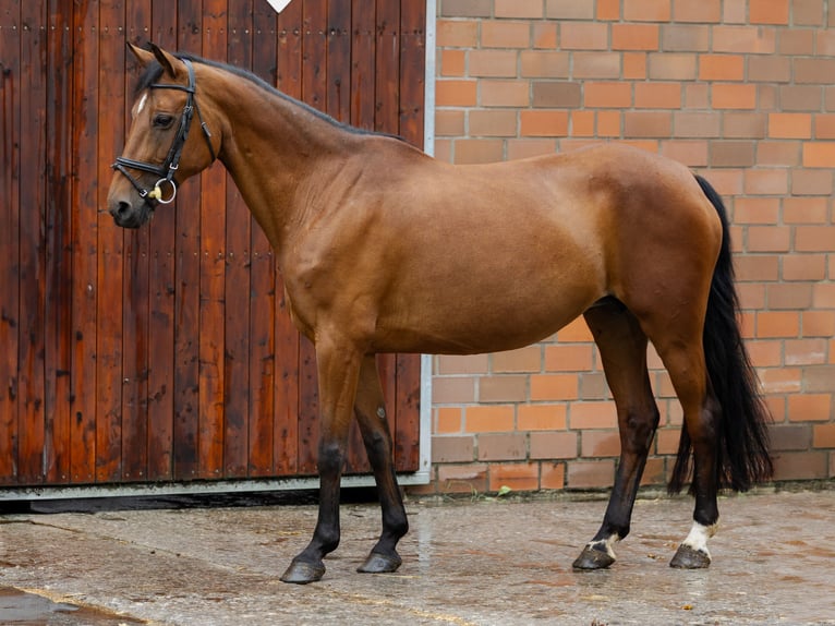 German Riding Pony Mare 17 years 14,1 hh Brown in Ascheberg