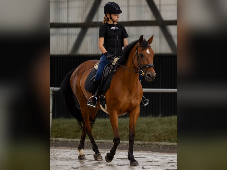 German Riding Pony Mare 17 years 14,1 hh Brown in Ascheberg
