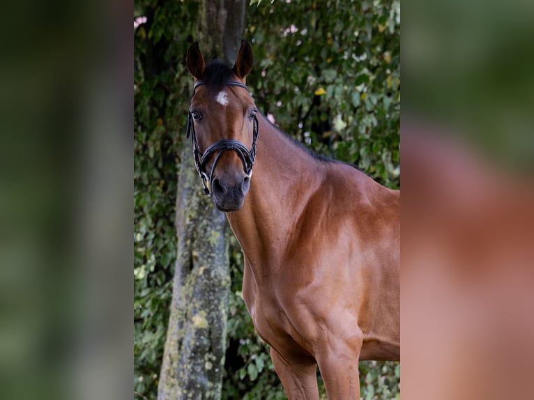 German Riding Pony Mare 17 years 14,1 hh Brown in Ascheberg