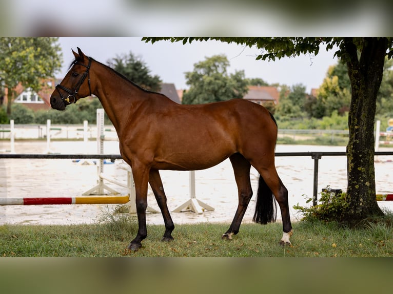 German Riding Pony Mare 17 years 14,1 hh Brown in Ascheberg