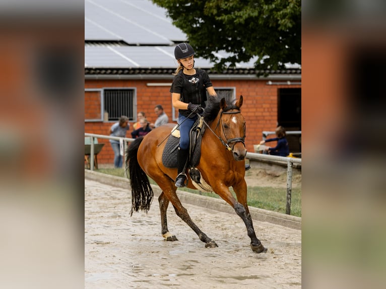 German Riding Pony Mare 17 years 14,1 hh Brown in Ascheberg