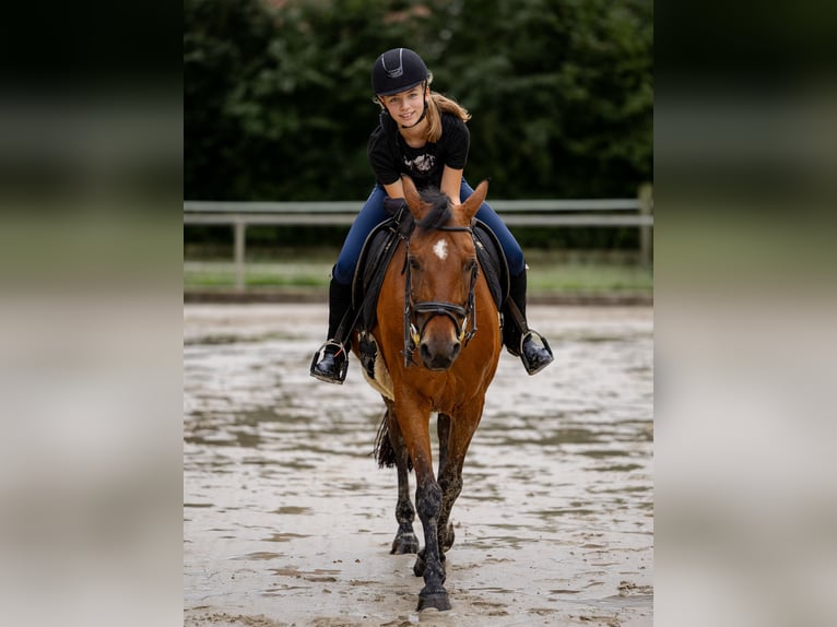 German Riding Pony Mare 17 years 14,1 hh Brown in Ascheberg